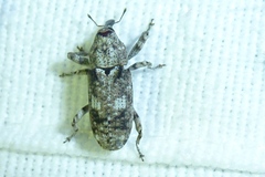 Gasterocercus depressirostris