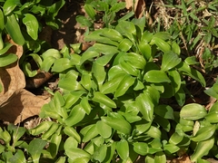 Alstroemeria psittacina
