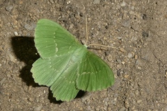 Geometra papilionaria