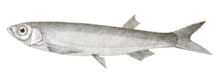 Large Razorbelly Minnow photo 2