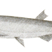 Large Razorbelly Minnow - Photo 
Francis Day, no known copyright restrictions (public domain)