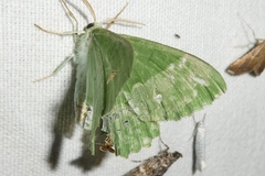 Geometra papilionaria