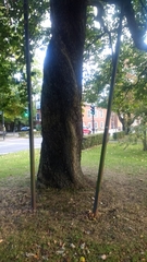 Torminalis glaberrima