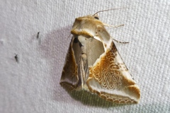 Habrosyne pyritoides