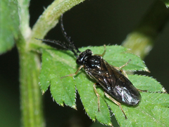 Cladius pectinicornis