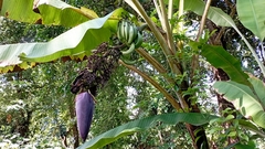 Musa acuminata