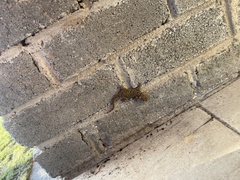 Chondrodactylus bibronii