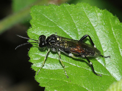 Macrophya militaris