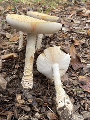 Amanita wellsii