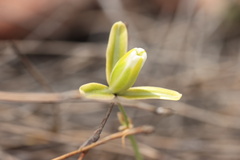 Albuca