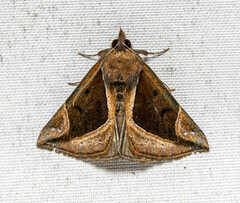 Hypena
