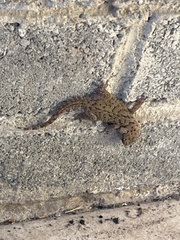 Chondrodactylus bibronii