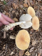 Amanita wellsii