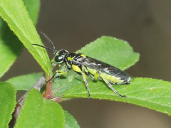 Rhogogaster picta