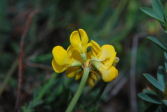 Coronilla minima
