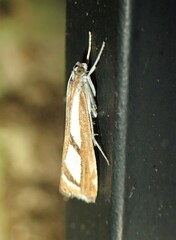 Catoptria latiradiellus