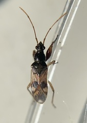 Pseudopamera nitidula