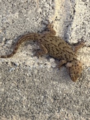 Chondrodactylus bibronii