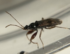 Pseudopamera nitidula