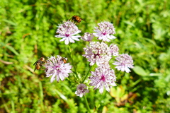 Astrantia