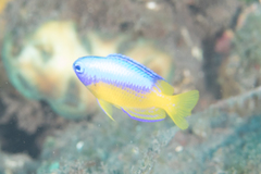 Pomacentrus auriventris