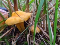 Cantharellus cibarius