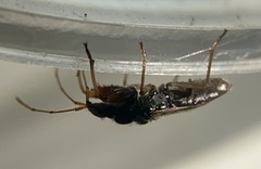 Pseudopamera nitidula