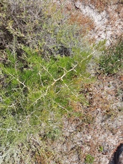 Asparagus lignosus