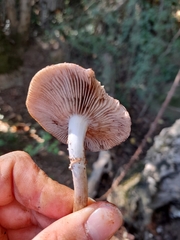 Cyclocybe aegerita