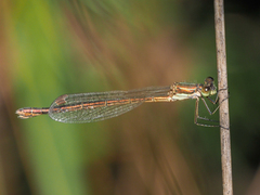 Lestes virens