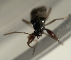 Pseudopamera nitidula