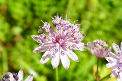 Astrantia
