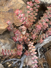 Crassula rupestris