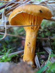 Cantharellus cibarius