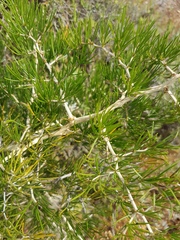 Asparagus lignosus
