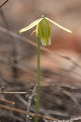 Albuca