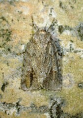 Sympistis dentata