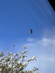 Vespula vulgaris