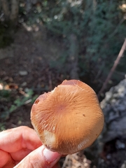 Cyclocybe aegerita