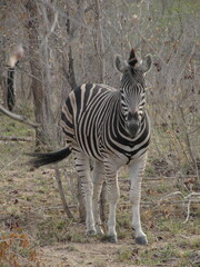 Equus quagga chapmani