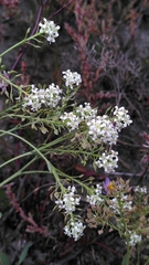 Lepidium cartilagineum