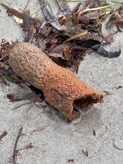 Amphimedon compressa