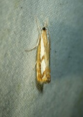 Catoptria latiradiellus
