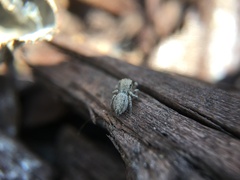 Habronattus pyrrithrix