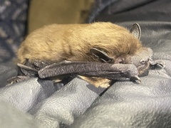 Nycticeius humeralis
