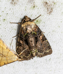 Noctuinae