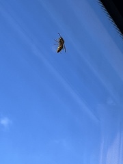 Vespula vulgaris