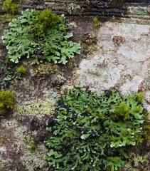 Phaeophyscia