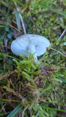 Melanoleuca