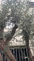 Olea europaea